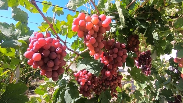 玛纳斯县六户地镇千亩新郁葡萄喜获丰收