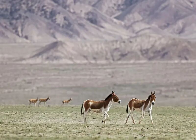 mmexport1775467569065